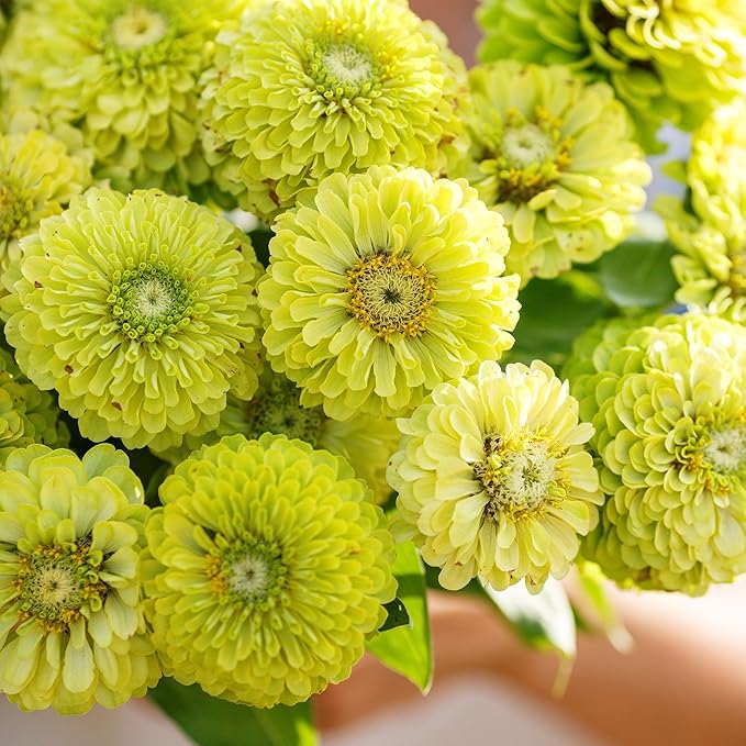 Eden Brothers Zinnia Seeds - Envy, Non-GMO Seeds for Planting, 1/4 lb | Low-Maintenance Flower Seeds, Plant During Spring, Zones 3, 4, 5, 6, 7, 8, 9, 10