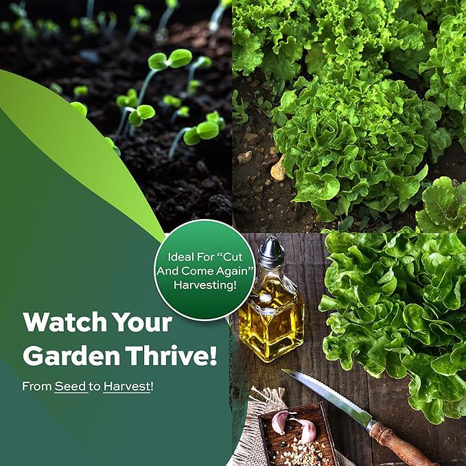 1000+ Oakleaf Lettuce Seeds - Heirloom Non-GMO USA Grown - Leaf Lettuce Seeds for Planting by RDR Seeds