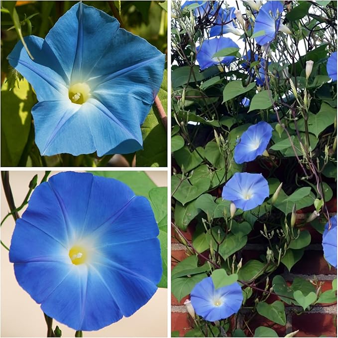 Seed Needs Heavenly Blue Morning Glory Seeds for Planting | 1,000+ Heirloom Seeds Ipomoea Tricolor Untreated Annual Flowering Seed | Vine Plant Produces Masses of 6" Wide Blue Blooms | Bulk