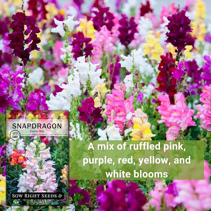 Sow Right Seeds - Tetra Mix Snapdragon Flower Seeds for Planting - Non-GMO Heirloom Packet with Instructions to Grow - Fragrant Annual Flower Spikes in a Mix of Colors - Half Tall for Front Beds (4)