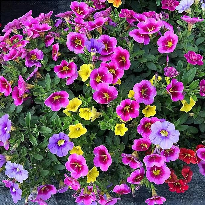 5100+ Petunia Seeds Grandiflora Flowers Mixed Rainbow Color for Bonsai Planting Home Garden House Plant Flower Seed Mix Color