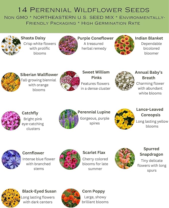 Northeast Regional Bulk Perennial Wildflower Seed Mix 1lb Covers 2,000sq-ft - Attract Pollinators, Multi-Color Blooms - Northeast US Species Plant in Spring/Fall - Earth-Friendly Packaging (1 Pound)