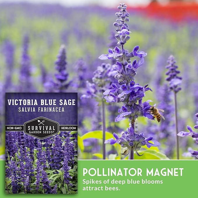 Survival Garden Seeds - Victoria Blue Sage Seed for Planting - 5 Packets with Instructions to Plant and Grow Mealycup Sage or Salvia Farinacea in Your Home Vegetable Garden - Non-GMO Heirloom Variety