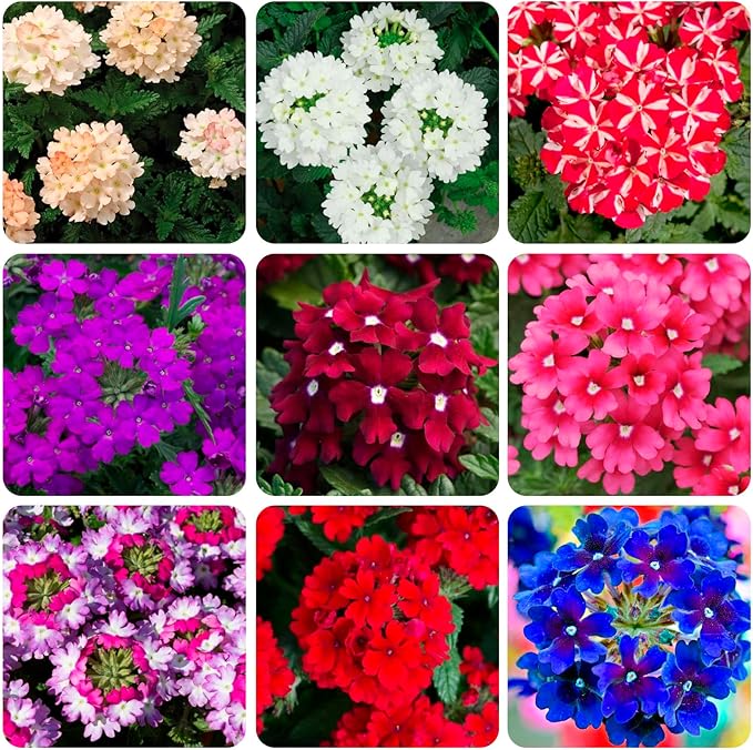 10000+ Perennial Verbena Flower Seeds for Planting Outdoors Non-GMO Heirloom