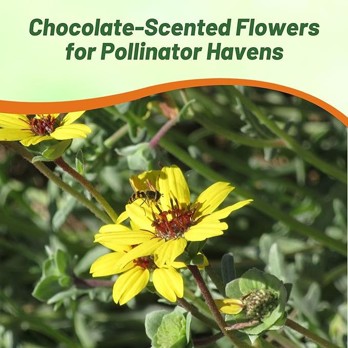 Outsidepride Chocolate Flower Scented Daisy Seeds for Planting – 50 Pcs. Perennial Wildflower Seeds, Low Maintenance, Highly Adaptable, Fragrant Flowers for Gardens