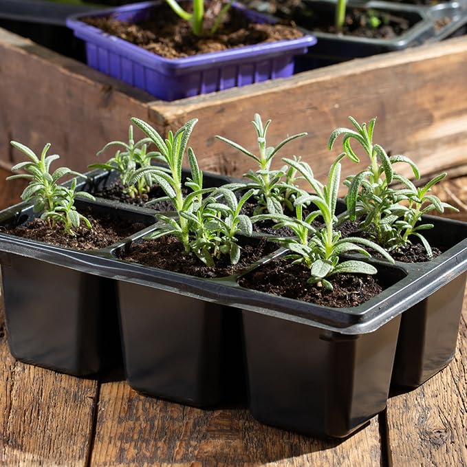 Seed Needs Rosemary Seeds for Planting - Non-GMO Heirloom & Untreated Perennial Herbs to Plant a Medicinal & Culinary Kitchen Garden Indoors or Outdoors (5 Packs)