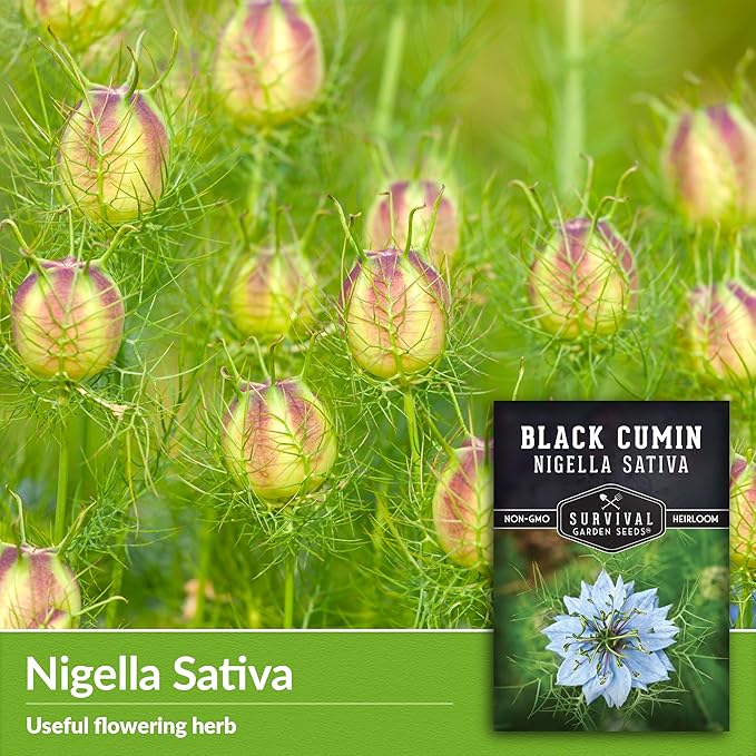 Survival Garden Seeds Black Cumin Seed for Planting - 5 Packets with Instructions to Plant and Grow Beneficial Nigella Sativa Plants in Your Home Vegetable Garden - Non-GMO Heirloom