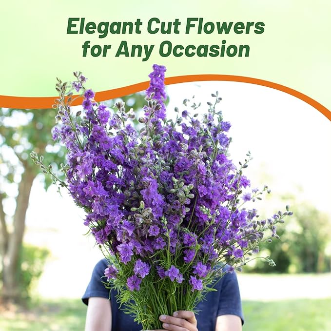 Outsidepride Delphinium Lilac Larkspur Seeds for Planting Outdoors - 1000 Pcs Annual, Self-Seeding, Heat & Drought Tolerant Wildflower Seed, Colorful Blooms for Flower Arrangement & Pollinator Garden