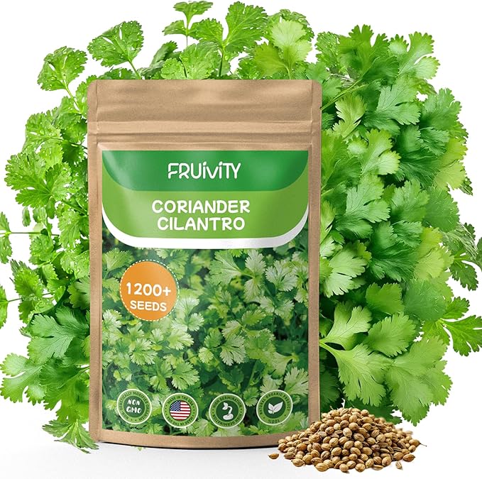 Non GMO 1200+ Cilantro Organic Seeds for Planting Indoors or Outdoors - Heirloom Coriander Seeds, Heirloom Seed for Planting Coriandrum Culinary Herb Seeds for Your Herb Garden(Cilantro Seeds)