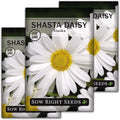Sow Right Seeds - Shasta Daisy Flower Seeds for Planting - Non-GMO Heirloom Packet with Instructions - Attract Butterflies and Excellent for Cutting - White Blossom with Yellow Centers (3)