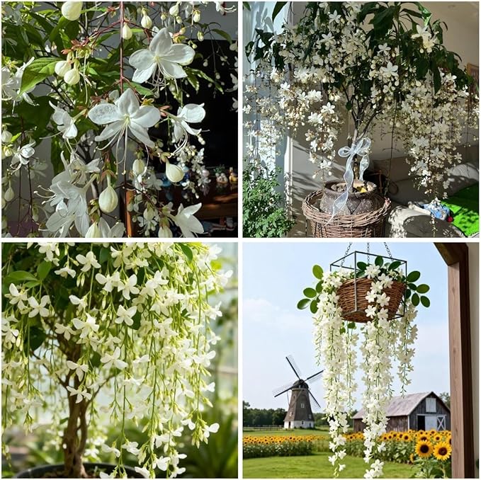 100 Climbing Jasmine Seeds for Planting – Fragrant Perennial Vine Flower Seeds, Non-GMO Heirloom, Evergreen Climbing Flowers for Garden, Balcony, Fence & Trellis