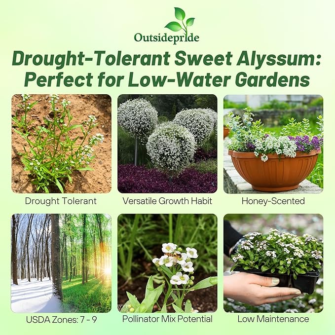 Outsidepride Perennial Sweet Alyssum Seeds - 1/4 lb. White Lobularia Maritima Seeds for Ground Cover, Pollinator-Friendly Gardens, Drought-Tolerant Landscaping, Easy-to-Grow in USDA Zones 7-9