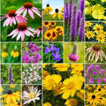 Willard & May Midwest All Perennial Wildflower Seed Mix, 25,000+ Bulk Flower Seeds, 18 Varieties, Pollinator Friendly, Full Sun, Easy Direct Sow, Bulk Flower Seeds Plant in Spring or Fall (1 Ounce)