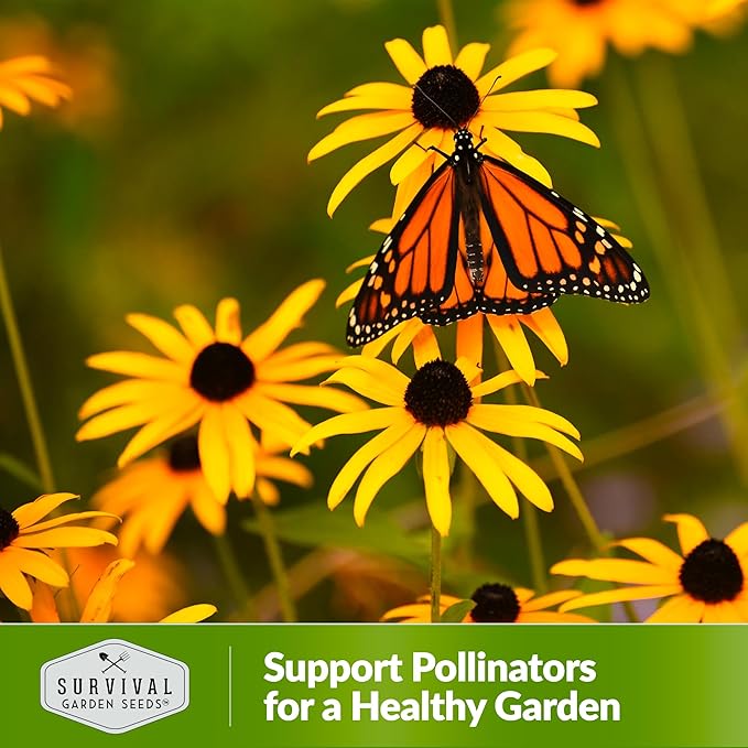 Black-Eyed Susan Seeds for Planting Outdoors - Perennial Native Wildflower - Heirloom Rudbeckia Hirta for Pollinator Gardens - Survival Garden Seeds (1 Pack)
