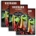 Victoria Rhubarb Seeds for Planting - Grow Cold-Tolerant Perennial Spring Fruit/Vegetables in Your Home Garden - Non-GMO Heirloom Variety - Survival Garden Seeds (3 Packs)