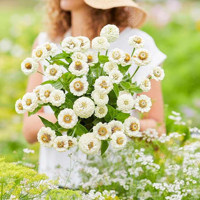 Eden Brothers Zinnia Seeds - Lilliput White, Non-GMO Seeds for Planting, 1/4 lb | Low-Maintenance Flower Seeds, Plant During Spring, Zones 3, 4, 5, 6, 7, 8, 9, 10