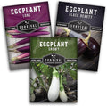 Survival Garden Seeds Eggplant Collection – 3 Varieties - Long Purple Italian, Black Beauty & Snowy Eggplant Seeds – Non-GMO Heirloom Seeds for Planting in Your Home Vegetable Garden