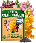 HOME GROWN Snapdragon Seeds Tetra (0.3g) – 2000 Tall Flower Seeds to Plant Outside - Vibrant Perennial Snapdragons Mixed Colors - Cut Flower Seeds for Gardens, Borders, Bouquets (Antirrhinum majus)