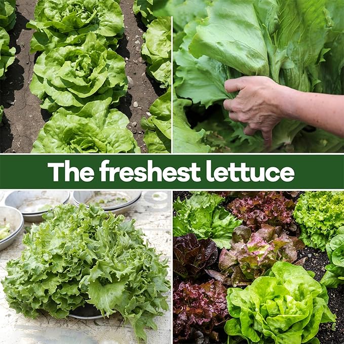 LUOJIBIE Lettuce Seeds for Planting Outdoors, Vegetable Garden Seeds, 8 Varieties Non-GMO Heirloom Lettuce Seeds (Romaine, Red Leaf, Italian, Batavian, and More) for Fresh Salad Greens, Fast Growing