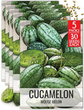 Seed Needs Cucamelon Seeds for Planting Mexican Sour Gherkin Miniature Mouse Melons - Non-GMO Heirloom & Untreated - Grow a Home Grown Indoor Outdoor Vegetable Garden (5 Packs)