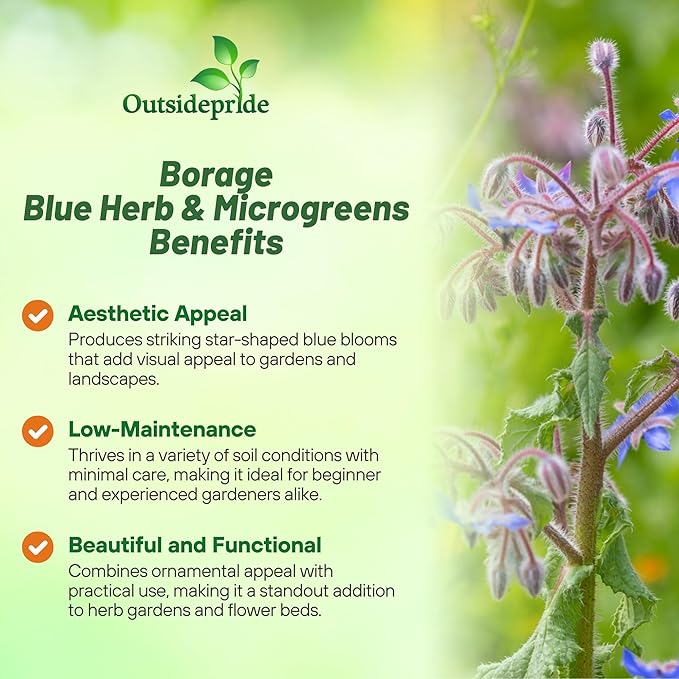 Outsidepride Blue Borage Seeds for Planting – 1/4 lb. Annual, Drought-Tolerant Herb Seeds with Star-Shaped Blooms, Attracts Bees for Pollinator Gardens, Summer Teas, Decoration & Culinary Use
