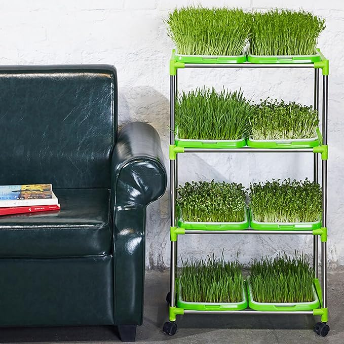 Pack of 6 Microgreens Growing Kit, Microgreen Trays for Seed Sprouter, Sprouting Tray with Lid for Growing Fresh Sprouts, Wheat-Grass, Alfalfa Seed Germination (Microgreens Growing Kit)