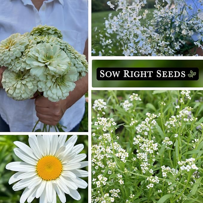 Sow Right Seeds - Moon Garden White Flower Seeds for Planting - Shasta Daisy, Alyssum, Polar Bear Zinnia, Baby’s Breath & Moonflower - Non-GMO Variety to Plant a Stunning Evening Moon Flower Garden