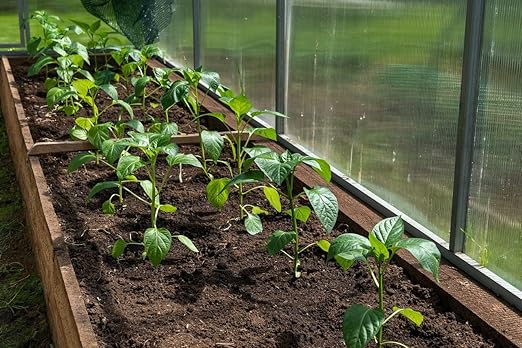 Organic Seedling Fertilizer 1 Gal, CDFA Organic Registered. Plant Care Fertilizer for Vegetable Gardens Like Tomato, Cucumber, Beans, Carrots and All Other Plants