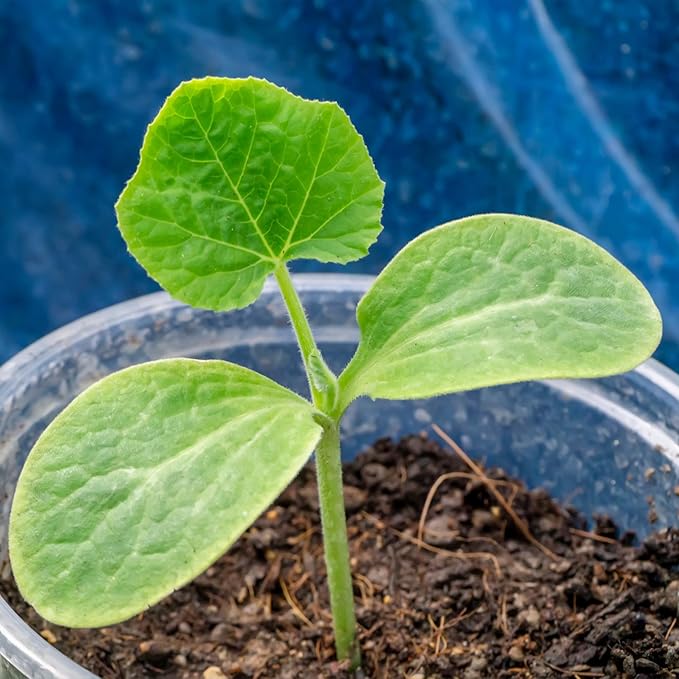 Seed Needs, Table King Acorn Winter Squash Seeds - 45 Heirloom Seeds for Planting Cucurbita Pepo - Non-GMO & Untreated Vegetable for an Outdoor Garden (2 Packs)