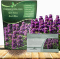 Outsidepride Lemon Bee Balm Seeds - 1/4 lb. Annual, Easy to Grow & Pollinator Friendly Monarda Citriodora Flower Seeds for Planting Fragrant Lavender Pink Blooms, Ideal for Teas & Potpourri