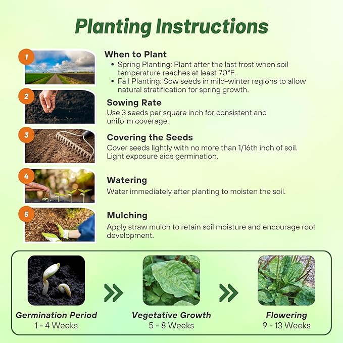 Outsidepride Common Green Plantain Seeds for Planting - 10,000 Pcs Perennial, Easy-to-Grow Herb Seeds for Culinary, Farm & Household Uses, Low-Growing Foliage for Tropical & Subtropical Climates