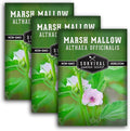 Marshmallow Seeds for Planting - Marsh Mallow Medicinal Herb, Althaea Officinalis, Traditional Root Plant for Herb Garden - Heirloom Non-GMO Open Pollinated - Survival Garden Seeds (3 Pack)