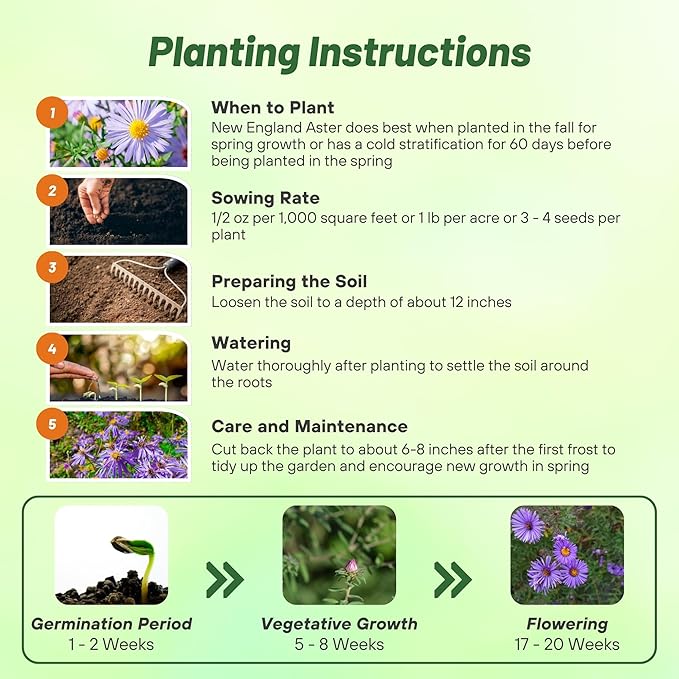 Outsidepride New England Aster Seeds - 1000 Pcs Perennial, Hardy & Pollinator Friendly Flower Seeds for Planting Vibrant Purple Blooms and Lance-Shaped Leaves, Ideal for Meadows & Aesthetic Gardens