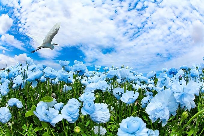 Butterfly Pea Flower Seeds for Planting, 20pcs Butterfly Pea Peacock Perennial Flower Seeds Non-GMO Heirloom Rare Fragrant Plants, Beauty Home Garden for Outdoors