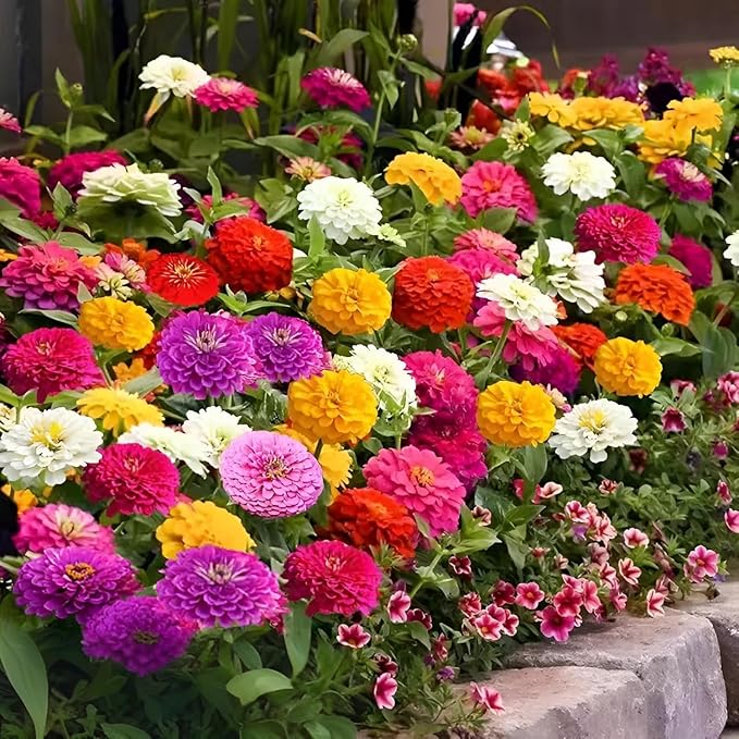 1000 Mixed 𝗨𝗦𝗔 𝗣𝗥𝗘𝗠𝗜𝗨𝗠 Zinnia Seeds - Non-GMO Heirloom Flower Seed | Large Blooms & Easy to Grow, Multi-Colors | Ideal for Pollinator Gardens, Borders & Containers