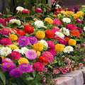 1000 Mixed 𝗨𝗦𝗔 𝗣𝗥𝗘𝗠𝗜𝗨𝗠 Zinnia Seeds - Non-GMO Heirloom Flower Seed | Large Blooms & Easy to Grow, Multi-Colors | Ideal for Pollinator Gardens, Borders & Containers