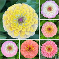 50 Zinnia Flower Seeds for Planting, Perennial Zinnia Flower Seed, Non-GMO Heirloom Zinnias Seeds for Home Garden Outdoor
