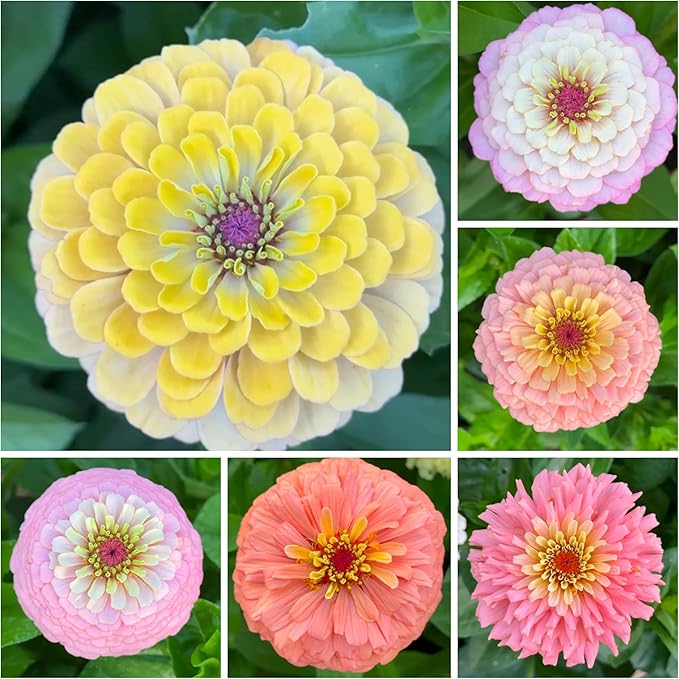 50 Zinnia Flower Seeds for Planting, Perennial Zinnia Flower Seed, Non-GMO Heirloom Zinnias Seeds for Home Garden Outdoor
