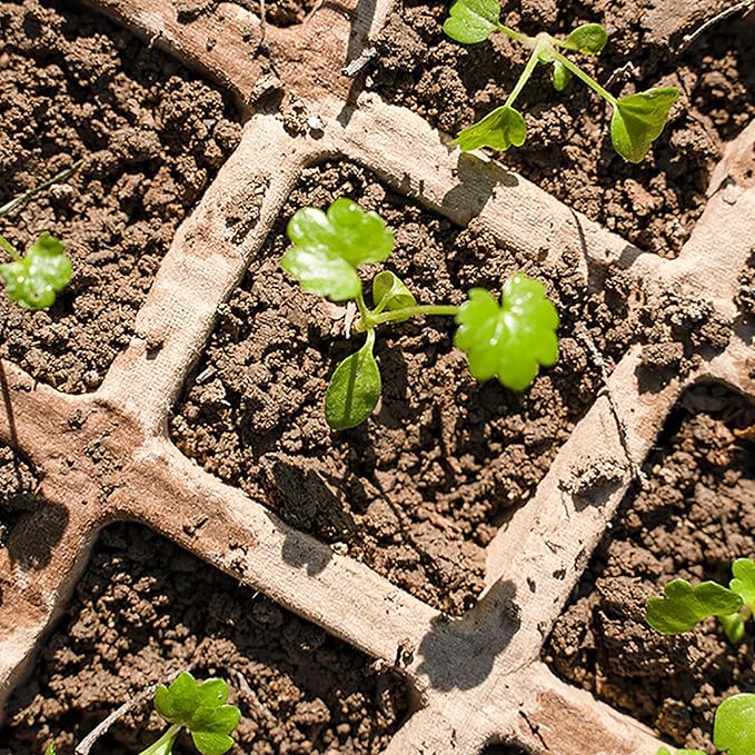 Delphinus 12 Packs Seedling Starter Trays 144 Cells, Seed Starter Trays Planting for Seedlings Biodegradable Seed Germination Trays Plant Starter Peat Pots for Seedlings