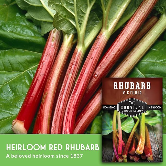Victoria Rhubarb Seeds for Planting - Grow Cold-Tolerant Perennial Spring Fruit/Vegetables in Your Home Garden - Non-GMO Heirloom Variety - Survival Garden Seeds (3 Packs)