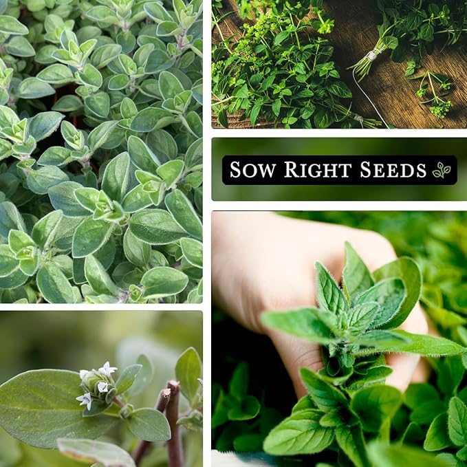 Sow Right Seeds - Marjoram Seeds for Plantin - Non-GMO Heirloom Packet with Instructions to Grow A Beautiful Herb Garden - Plant Indoors and Outdoors - Savory Culinary Herb in The Kitchen (3)