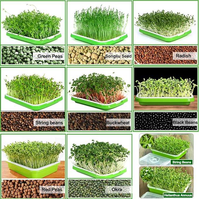 LeJoy Garden Seed Sprouter Tray BPA Free PP Soil-Free Big Capacity Healthy Wheatgrass Grower with Lid Sprouting Kit 13.4x9.84x4.72 inches