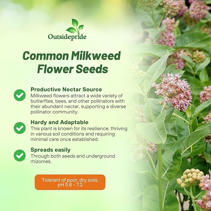 Outsidepride Common Milkweed Seeds - 50 Pcs Perennial, Heat & Humid Tolerant, Pollinator-Friendly Wildflower Seeds, Ideal for Monarch Butterflies, Cut Flowers, Borders, or Meadows