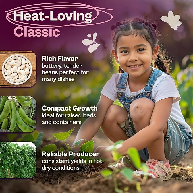 SVI 50 Henderson Lima Bean Seeds (Phaseolus lunatus) – Bush Baby Lima Beans Seed Packets, Green Beans – Heirloom Vegetable Seeds for Outdoor Home Garden, Containers