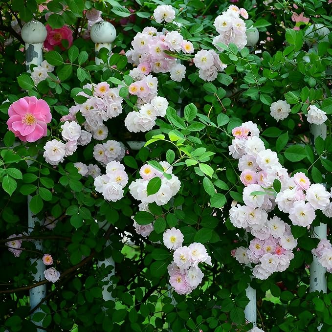 Climbing Rose Seeds for Planting, 289+ Mixed Rosa Seeds, Perennial Shrub Flower Palnts, Non-GMO Heirloom Ornamental Climbing Rosa Flower Seed for Home Garden