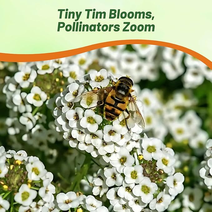 Outsidepride Tiny Tim Alyssum Seeds - 5000 Pieces Annual, Drought-Tolerant & Pollinator-Friendly Ground Cover Seeds w/Fragrant Honey Blooms for Low-Growing Xeriscaping & Outdoor Planting