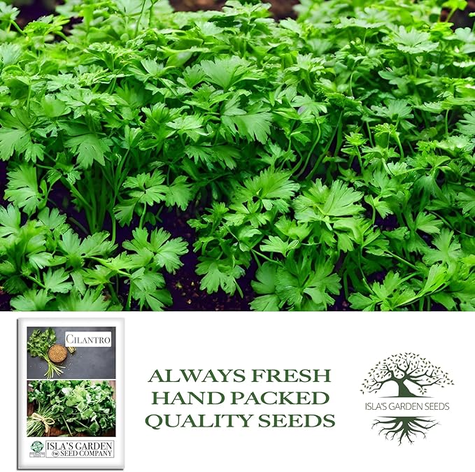 Cilantro Seeds (Coriandrum sativum) – 500+ Heirloom Non-GMO Seeds by Isla’s Garden Seeds, Fresh Aromatic Leaves, Fast Growing Culinary Herb, Also Known as Coriander, Ideal for Containers Garden Beds