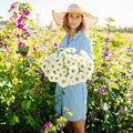 Eden Brothers Zinnia Seeds - Polar Bear, Non-GMO Seeds for Planting, 1/4 lb | Low-Maintenance Flower Seeds, Plant During Spring, Zones 3, 4, 5, 6, 7, 8, 9, 10