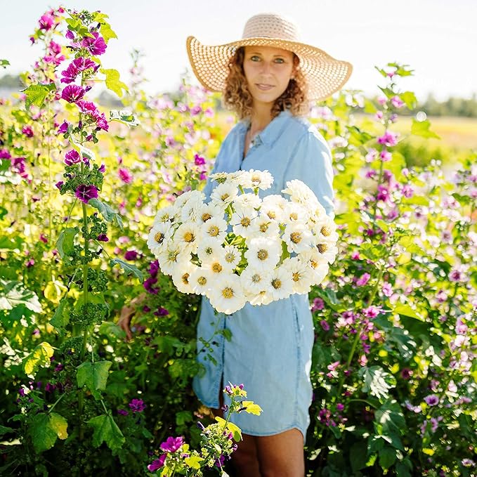 Eden Brothers Zinnia Seeds - Polar Bear, Non-GMO Seeds for Planting, Packet | Low-Maintenance Flower Seeds, Plant During Spring, Zones 3, 4, 5, 6, 7, 8, 9, 10
