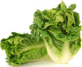 1000+ Little Gem Lettuce Seeds - Heirloom Non-GMO USA Grown - Grows Adorable Mini Romaine Lettuce Heads About 6" Tall - Vegetable Seeds for Planting